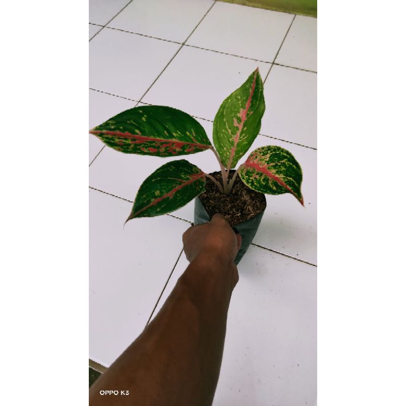 Aglonema, Aglonema big papa, Aglonema big papa murah