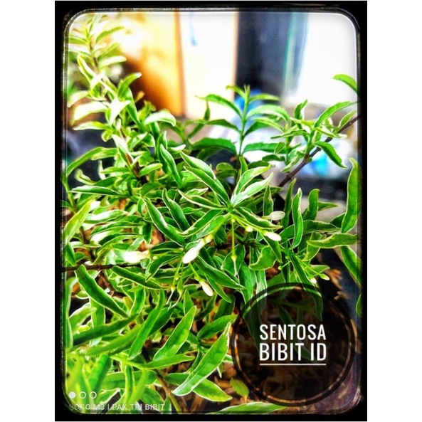 bibit anting putri mikro varigata bahan bonsai anting putri micro varigata