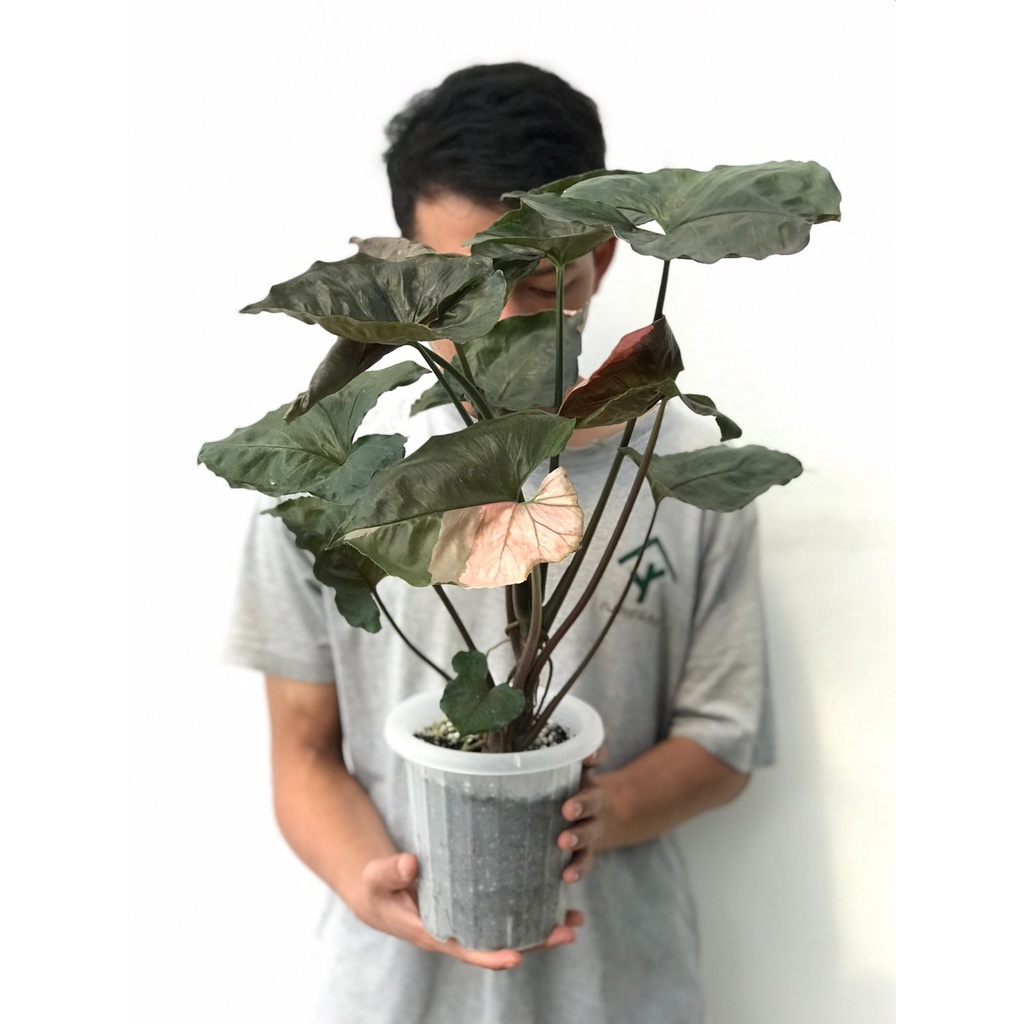 Syngonium Strawberry Ice Besar