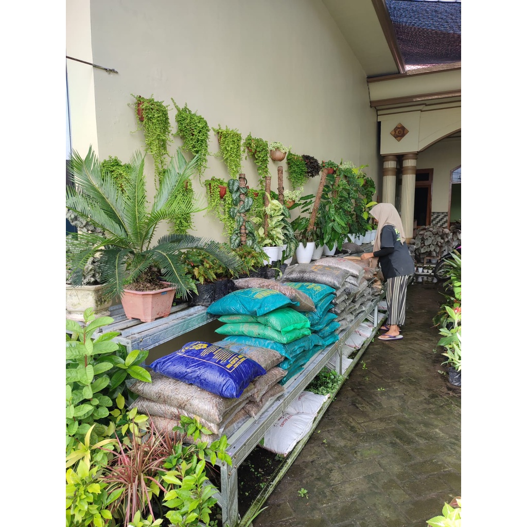 PRIED OF SUMATERA TANAMAN HIAS AGLONEMA RED SUMATRA MURAH BERKUALITAS