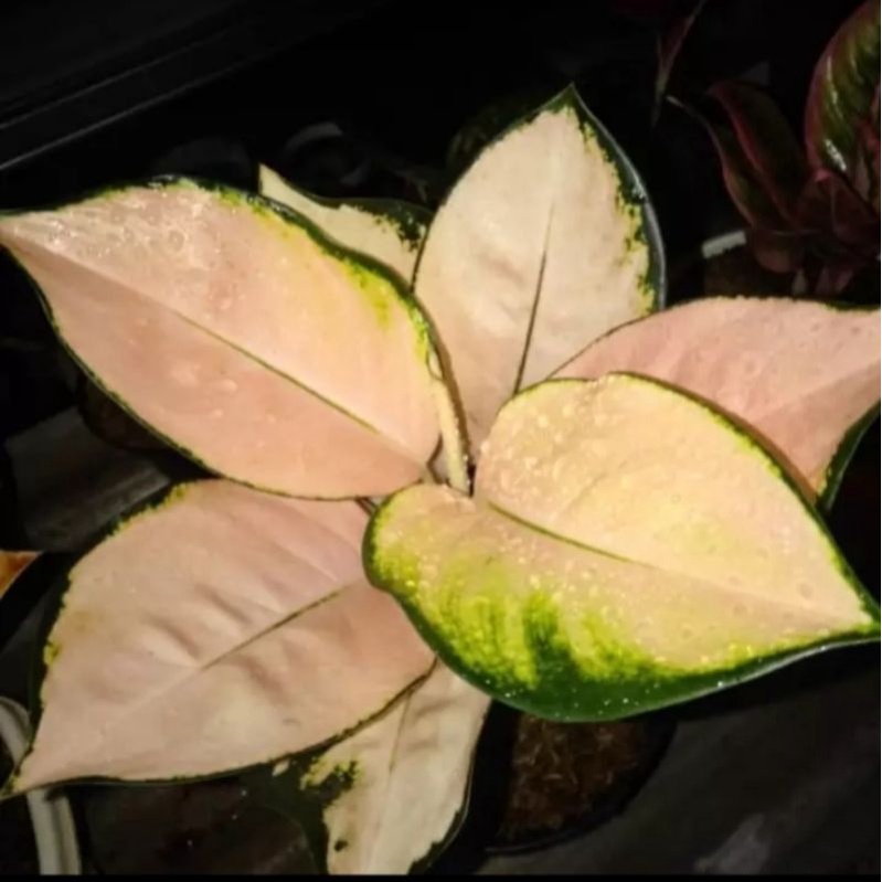 Tanaman hias aglonema KOCHIN SUTRA//Baby aglonema Kochin Sutra