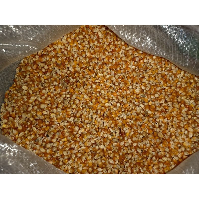 Jagung merpati 25kg - jagung karungan burung merpati