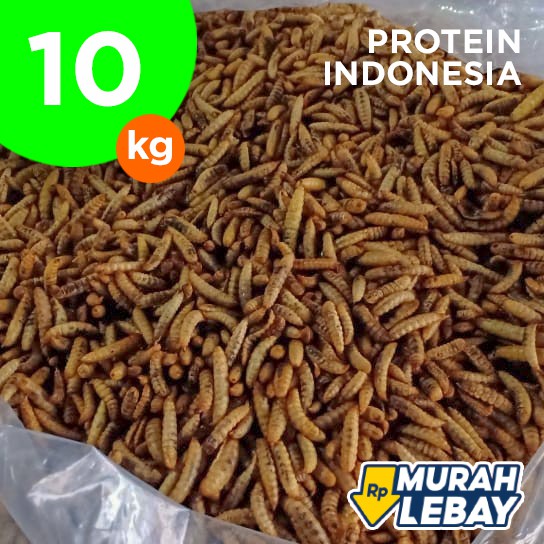

Grosir Maggot Kering Curah Bulky MOQ 10 kg (Dried BSF Larvae)