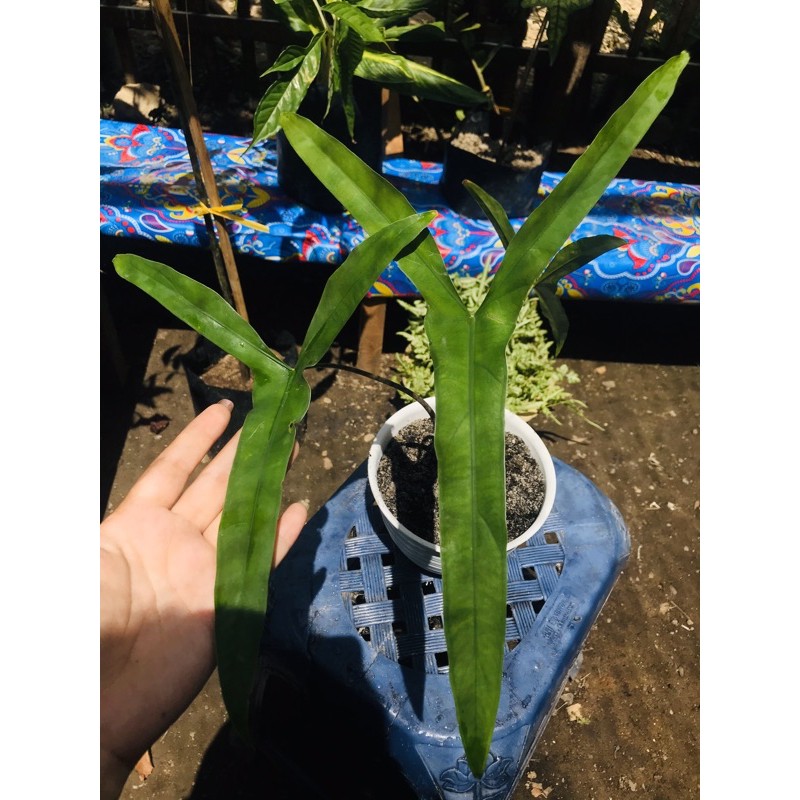 Alocasia tigrina sulawesi