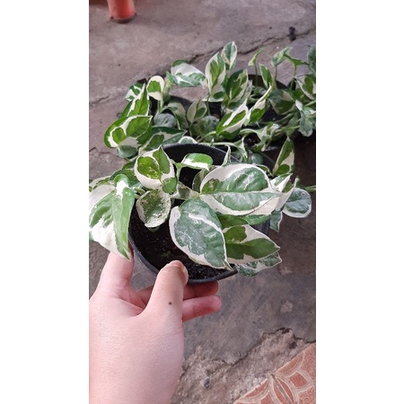 Tanaman Hias Sirih Njoy (Epipremnum njoy)