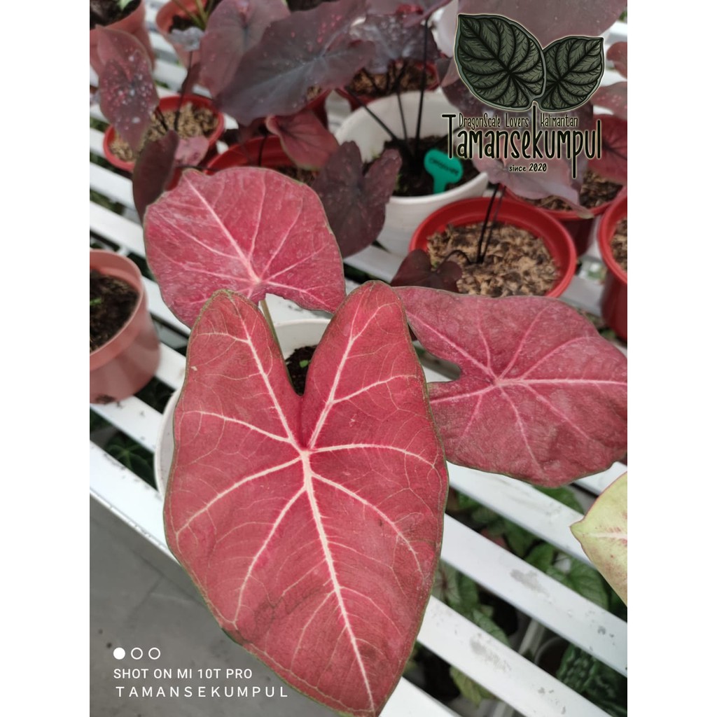 [Caladium H41] Hybrid H41 Keladi Tanaman Hias