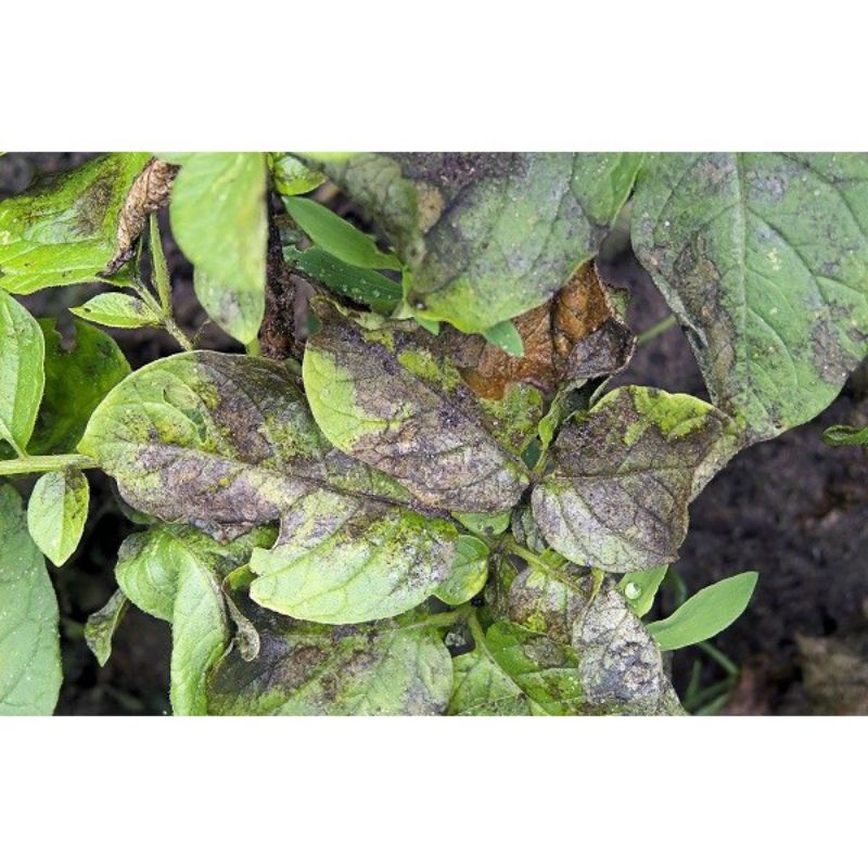FUNGISIDA BAKTERISIDA ALAMI NORDOX 56WP KEMASAN 100GRAM