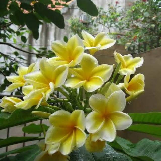 Pohon kamboja bali bunga kuning