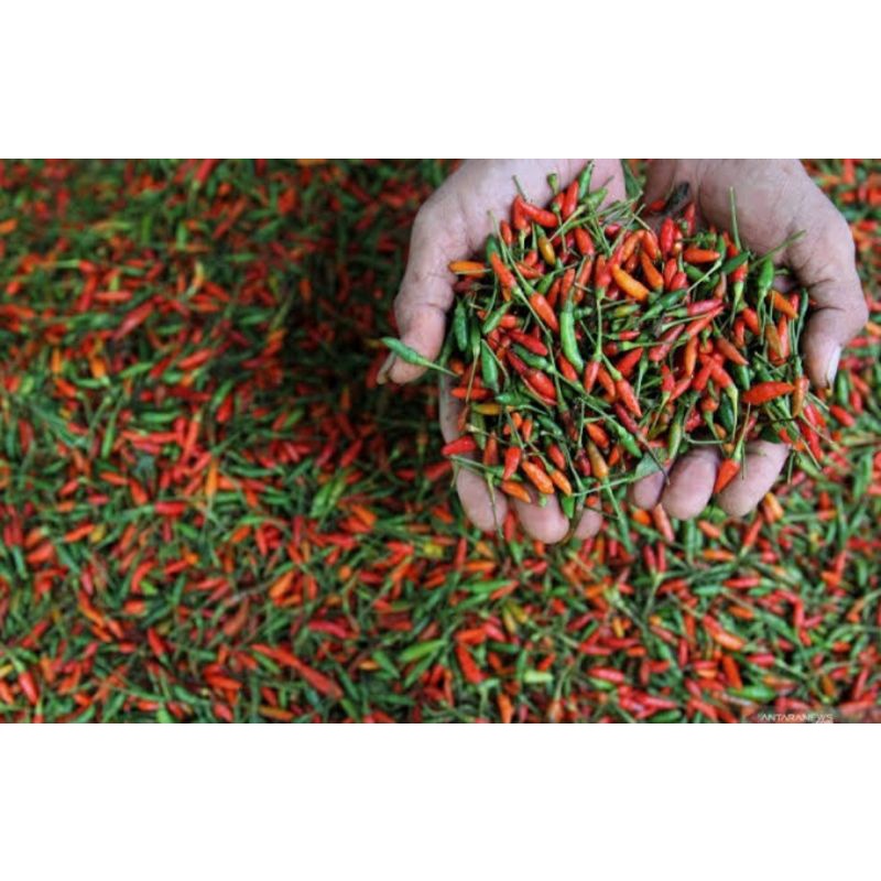

Cabe Rawit Merah, Tiung, Taji Berat 250 Grm