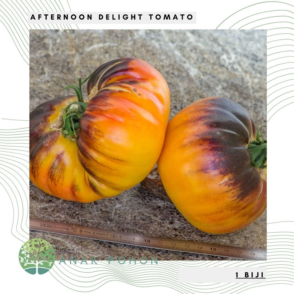 Benih Bibit Biji - Tomat Afternoon Delight Tomato Seeds