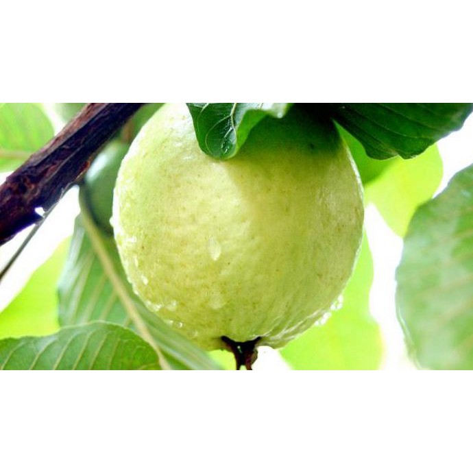 

Bibit Buah Jambu Brasil