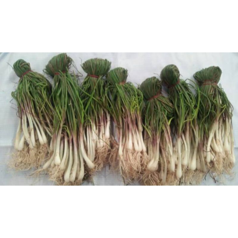 

bawang Batak/bawang rambut per iket