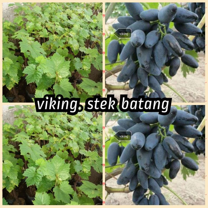 bibit anggur import stek batang