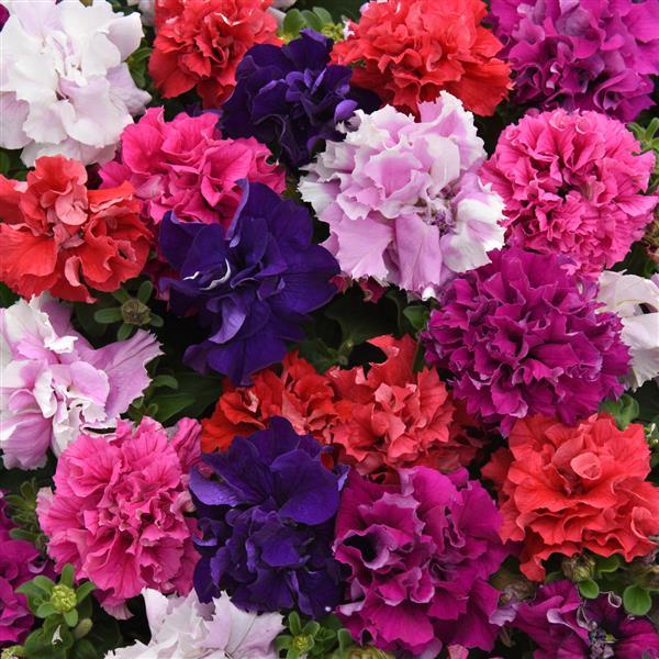 Benih Bibit Biji - Bunga Petunia Hybrid Double Mixed Flower Seeds - IMPORT