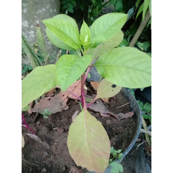 bibit tanaman ginseng merah korea