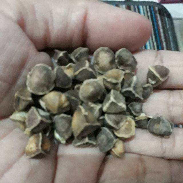 

Biji Kelor Bersih (harga per 50 biji kelor)