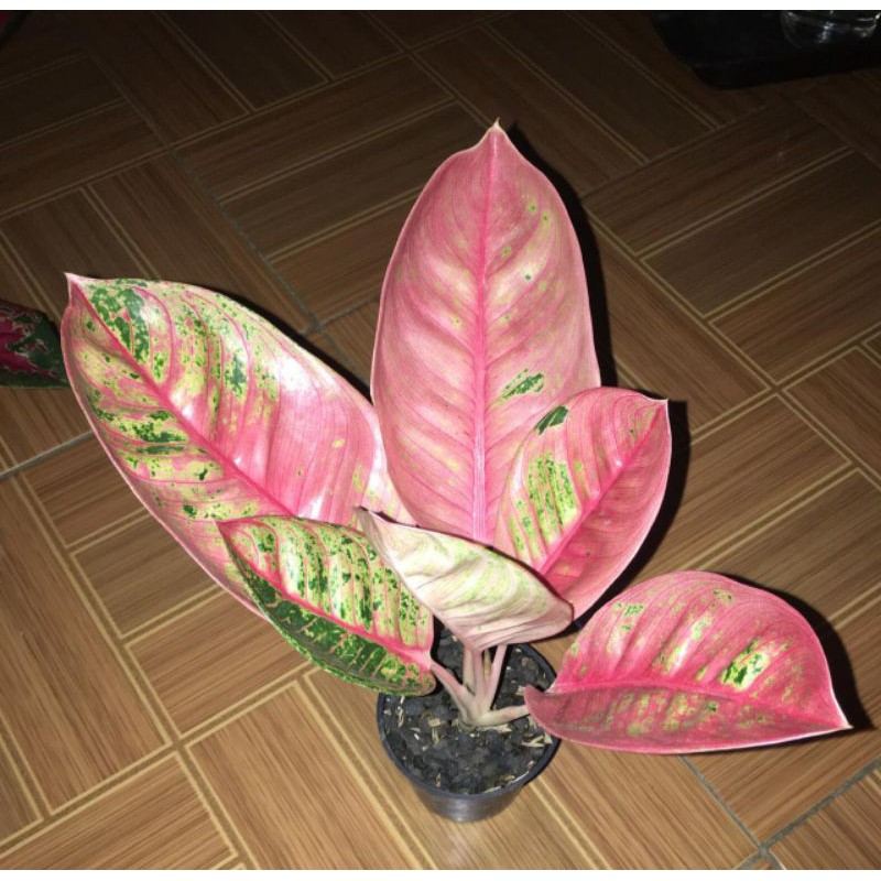 TANAMAN HIAS AGLONEMA ROMANTIC LOVE // AGLONEMA RL