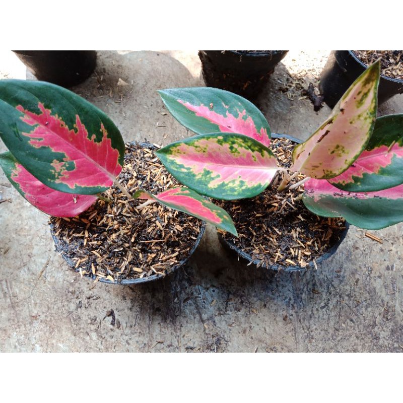 aglaonema pink kocin