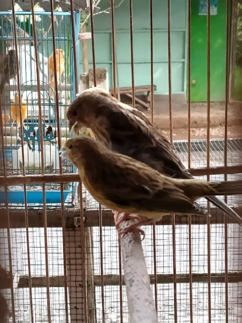 Kenari F1 Shopee Indonesia