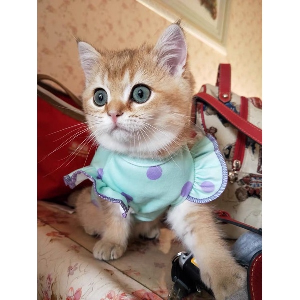 Green &amp; Peach Polka Top for Dog Cat Pet Baju Anjing Kucing Lucu