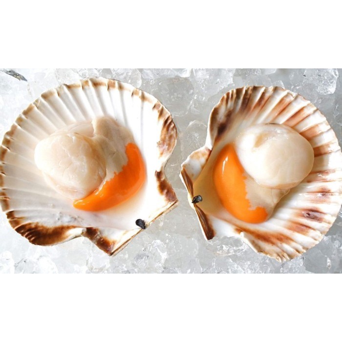 

SCALLOP 80-100 BERAT 500 GRAM