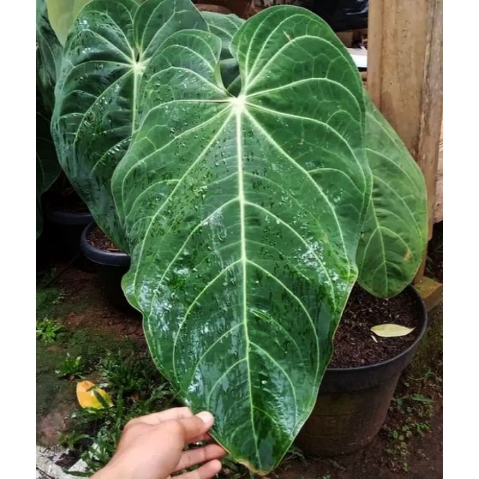 Bonggol anthurium magnifikum verde