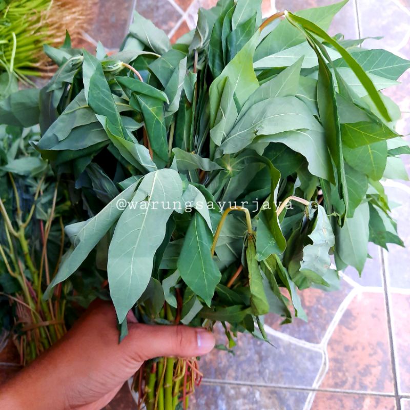 

Daun Singkong