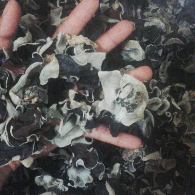 

Jamur kuping kering