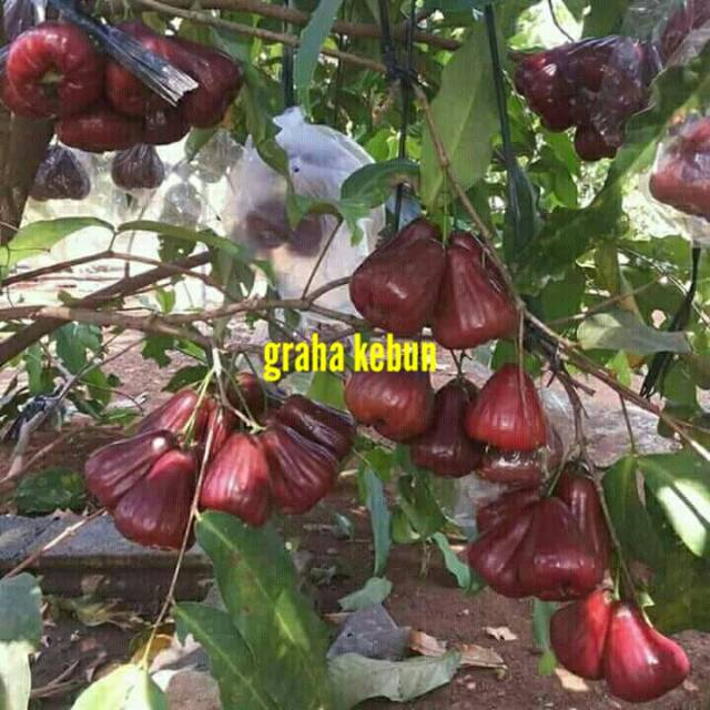 Bibit jambu air merah madu