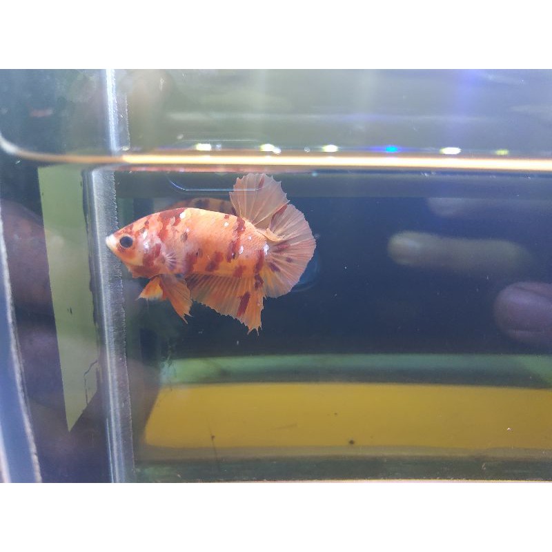 IKAN CUPANG NEMO BONSAI GALAXY