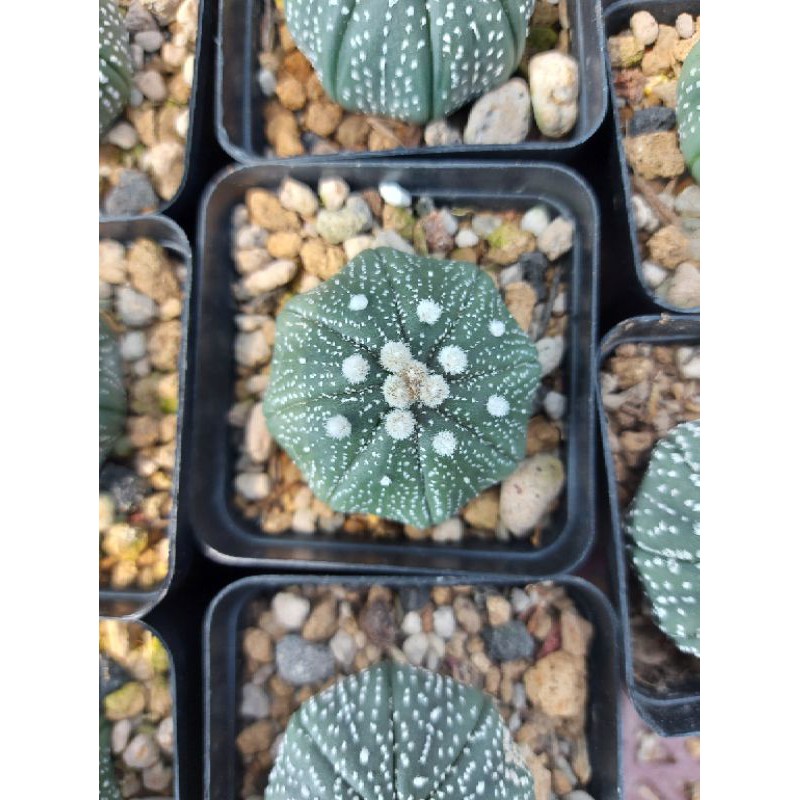 

astrophytum