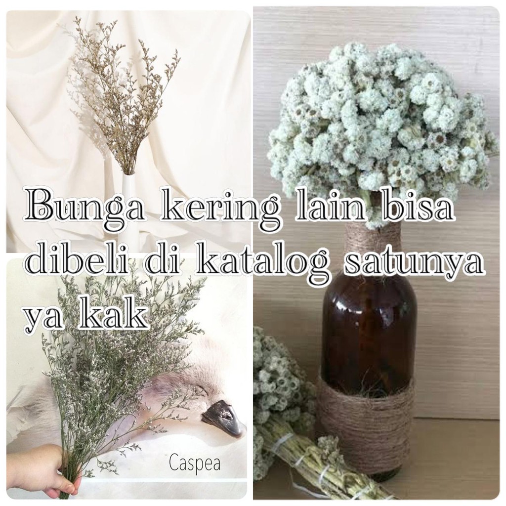 bunga kering edel weiss_