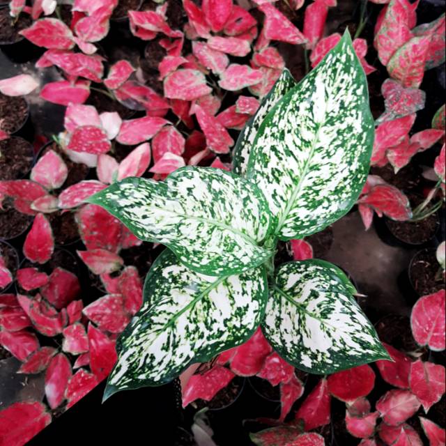 Dud White/ Bunga/ Tanaman/ Aglonema/ Aglaonema/ Aglo/ Murah