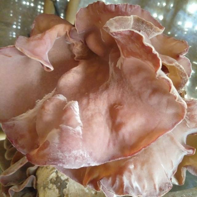 Bibit jamur kuping f1