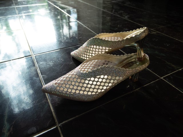 Bambu Hoki / Lucky Bamboo / Bambu Rejeki / Bambu Cina/ Bambu Mini