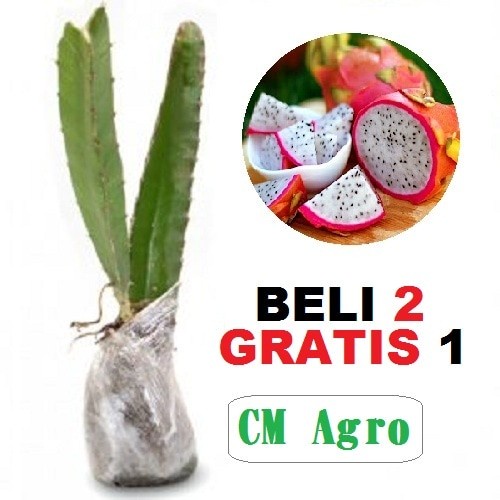 Bibit Buah Naga Putih Super Murah Berkualitas