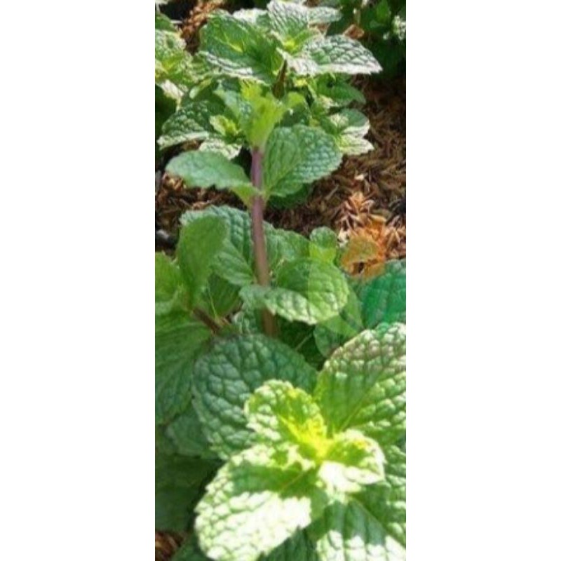 

daun mint 250 gram