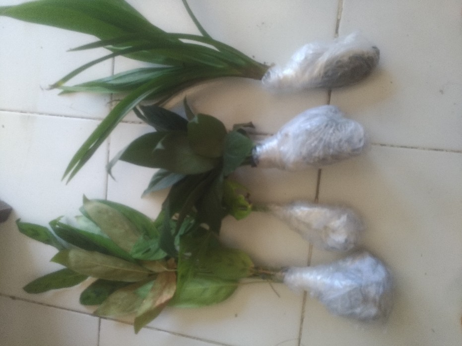 Bibit Tanaman Sepatu Vilum Bangkok Remaja