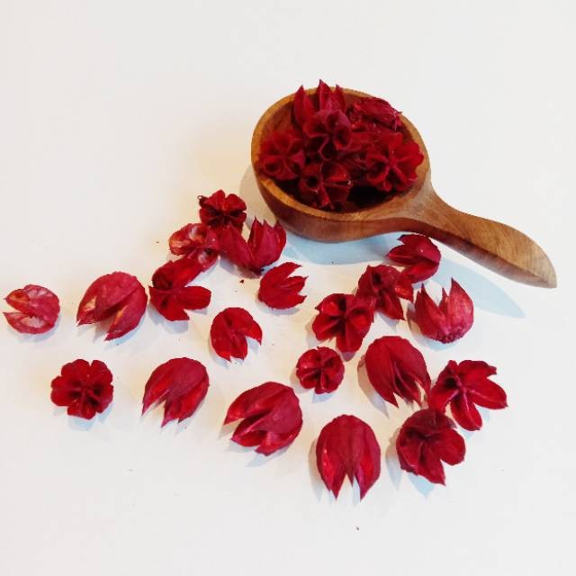 Bunga Rosella Merah Kuning Hijau Kering Dried Flower Background Backdrop Properti Foto Rustic