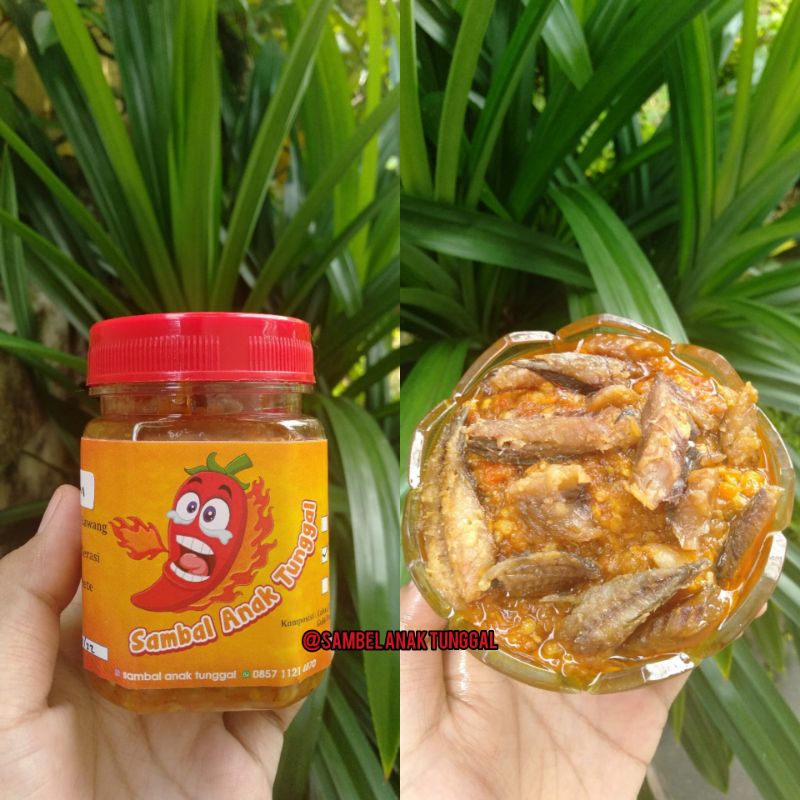 

SAMBEL PINDANG ANAK TUNGGAL