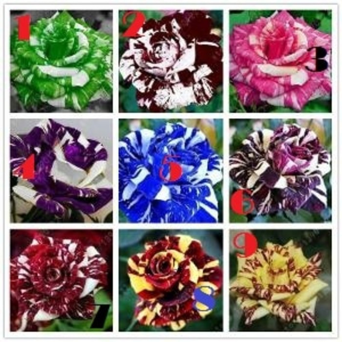 Isi 30 Butir Benih Strip Rose Mawar  Batik  Bergaris 9 