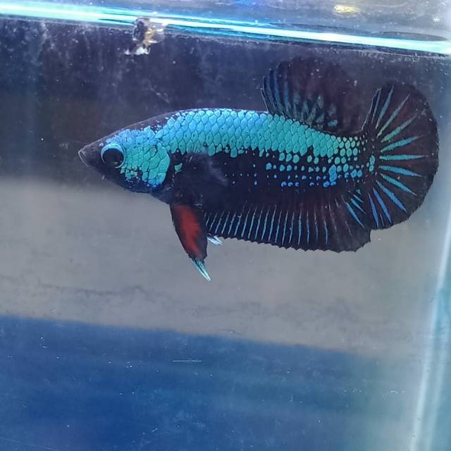 cupang hias green samurai cupang