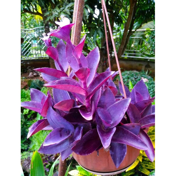 Tanaman hias/gantung bunga sabrina ungu Tradescantia Pallida