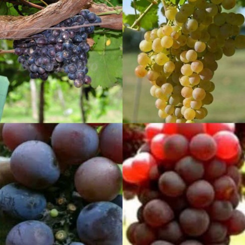 4 Bibit 4 Jenis Anggur /  Bibit Anggur Tanaman Merambat