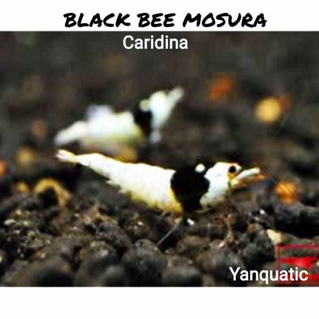 UDANG HIAS BLACK BEE MOURN AQUASCAPE