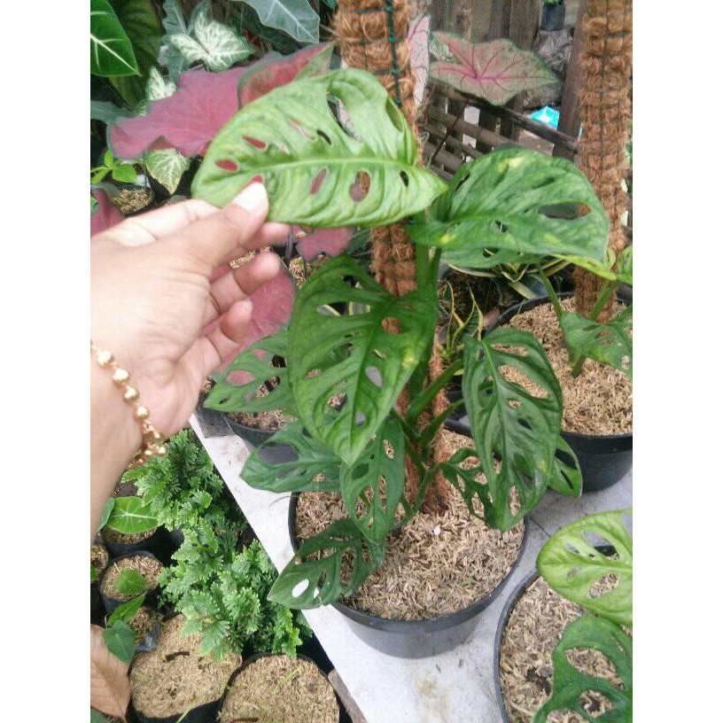 Janda bolong acuminata / monstera acuminata tanaman hias