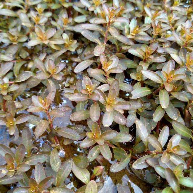 Tanaman aquascape Ludwigia inclinata Brown