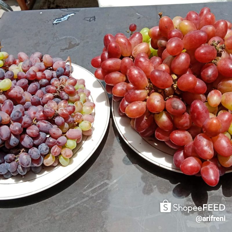 bibit anggur impor taldun hasil grafting