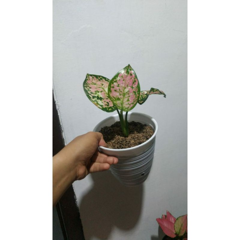 

3 colour