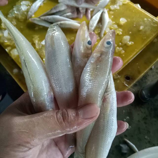 

IKAN PECAH PIRING FRESS
